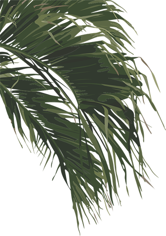 Palmwedel